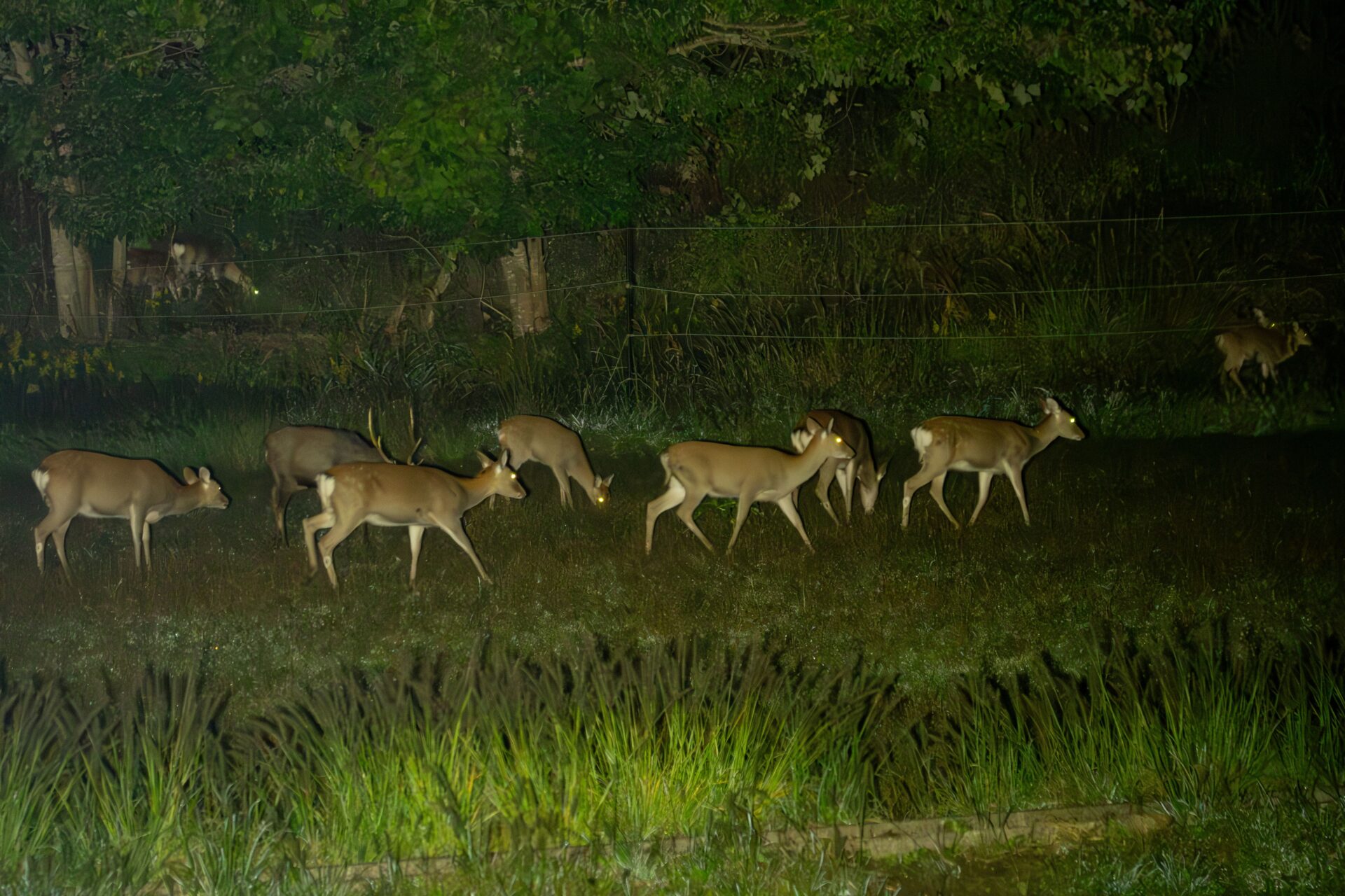 どんな鹿と出会えるかな?